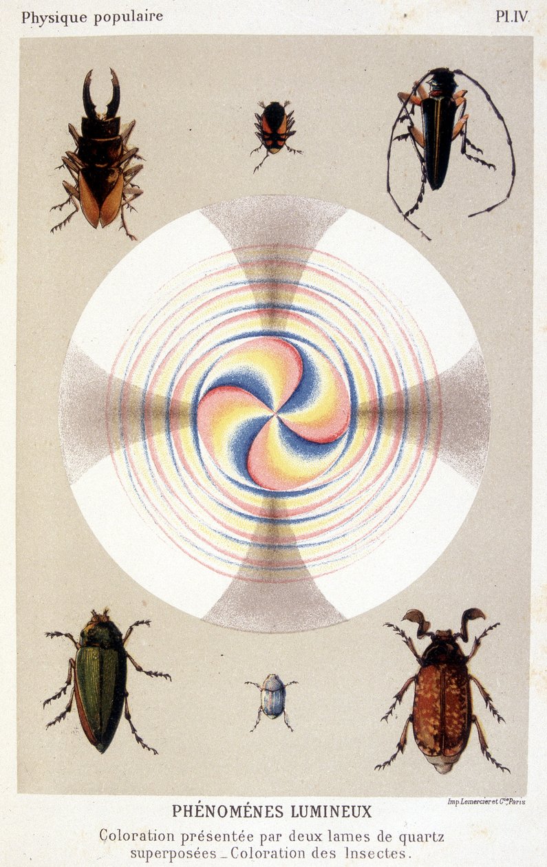 Coloração apresentada por duas lâminas de quartzo sobrepostas, colorindo insectos - em "La physique populaire" de Emile Desbeaux de Unknown artist