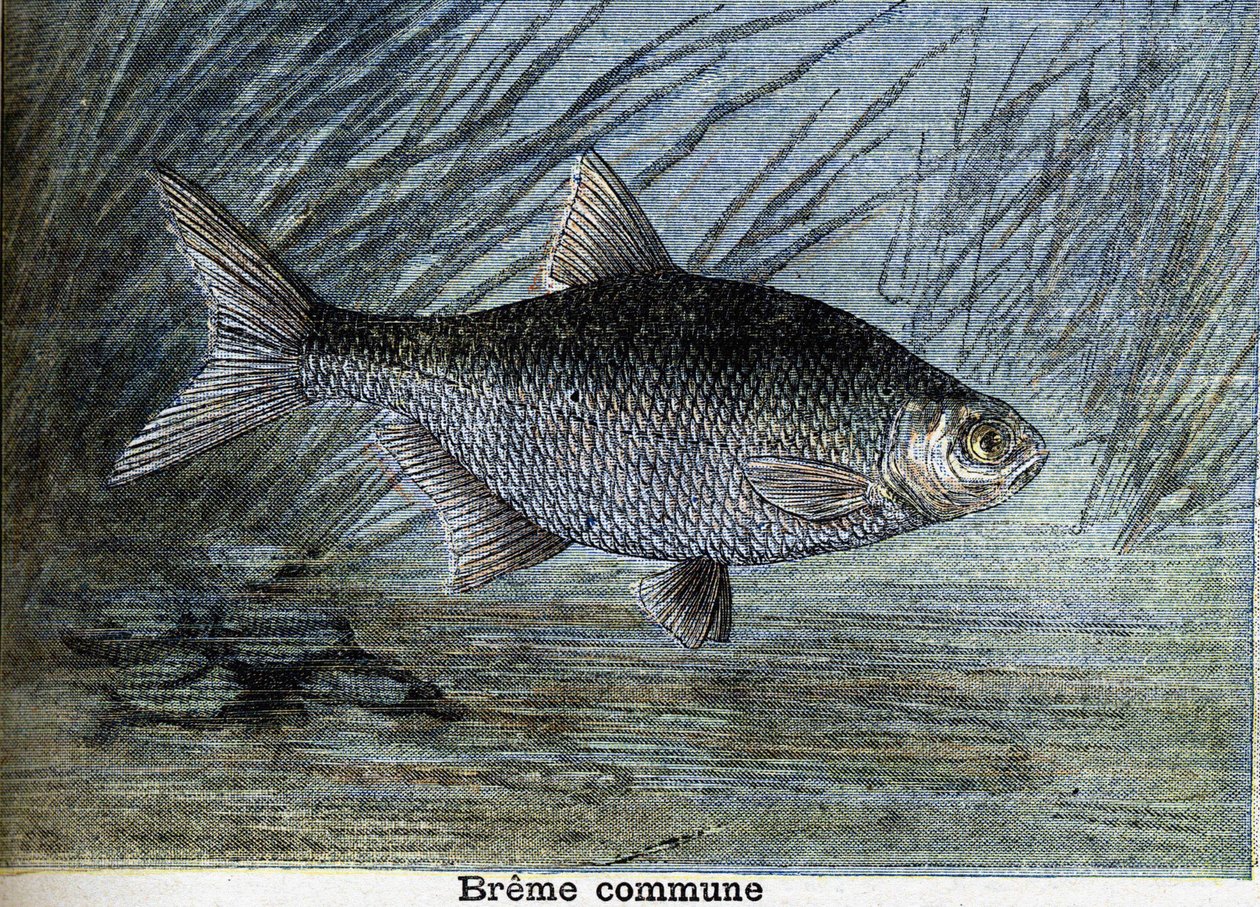 Breme comum. Gravura a partir de 1897 de Unknown artist