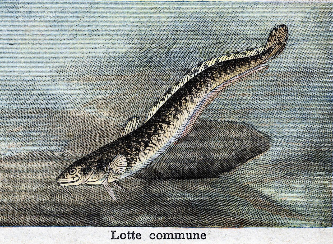 Gravura comum da Lotte a partir de 1898 de Unknown artist