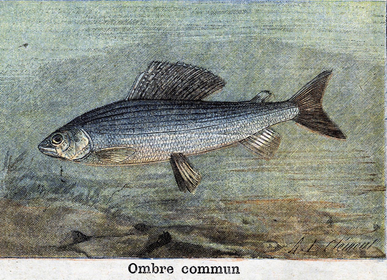 Gravura de Sombra comum de 1898 de Unknown artist