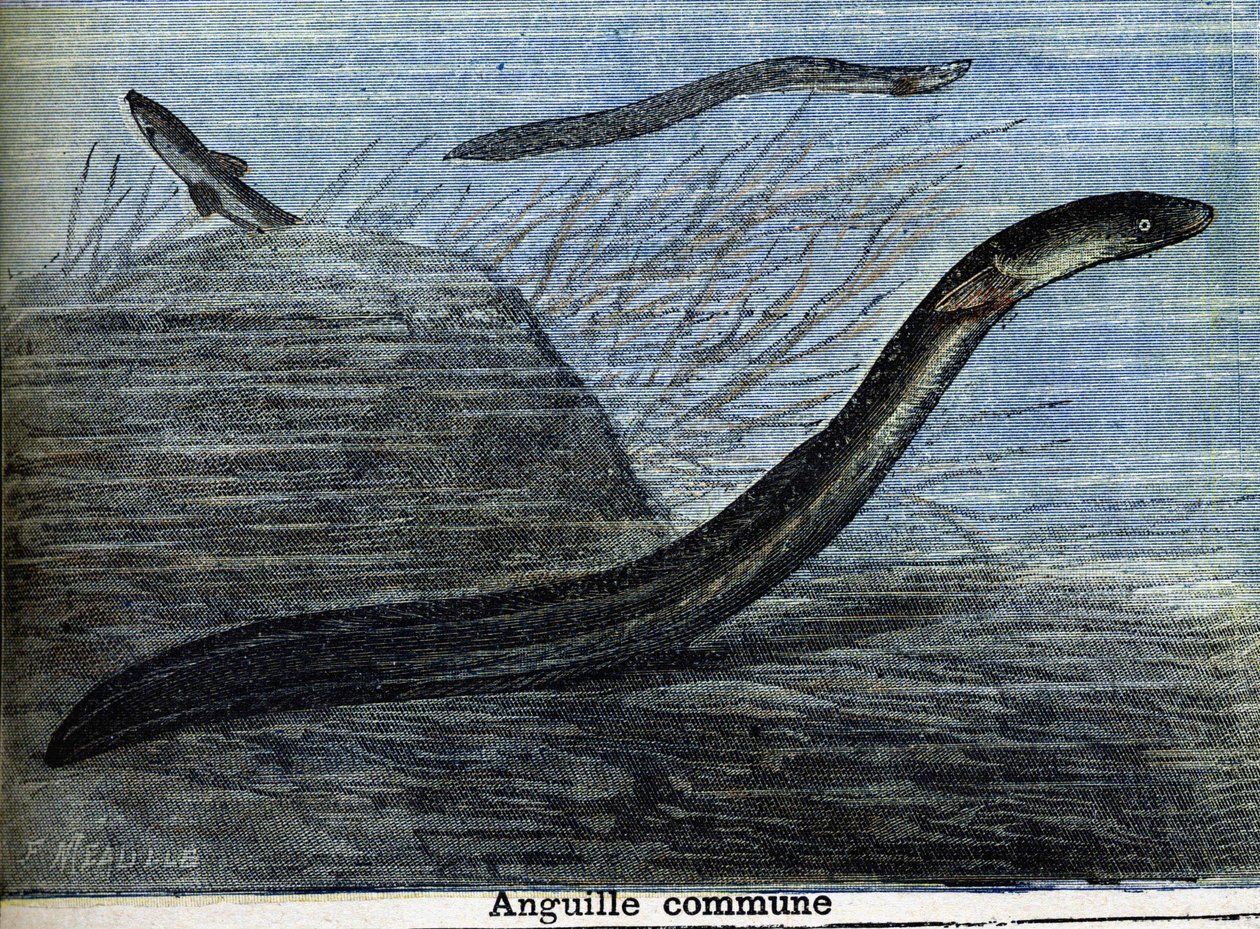 Enguia comum. Gravura a partir de 1897 de Unknown artist