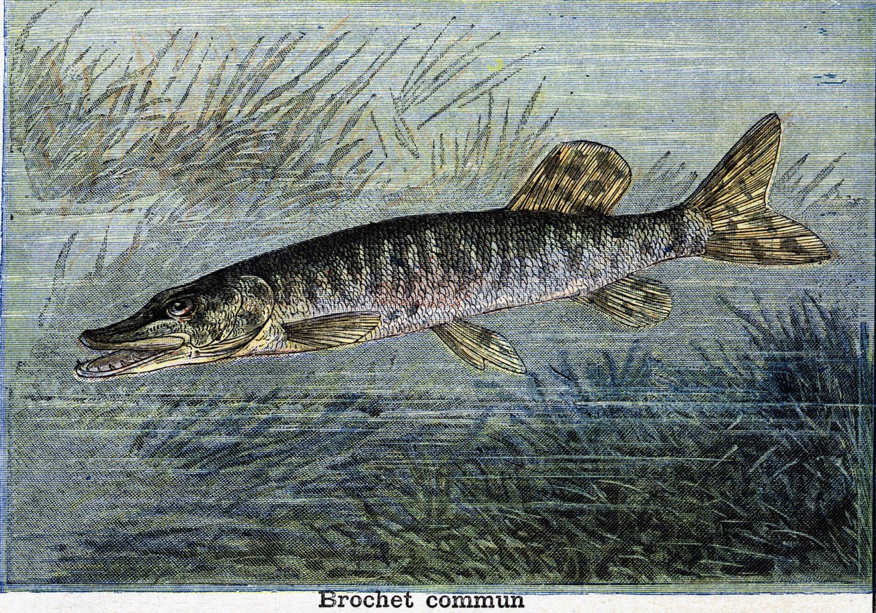 Lúcio comum. Gravura a partir de 1897 de Unknown artist