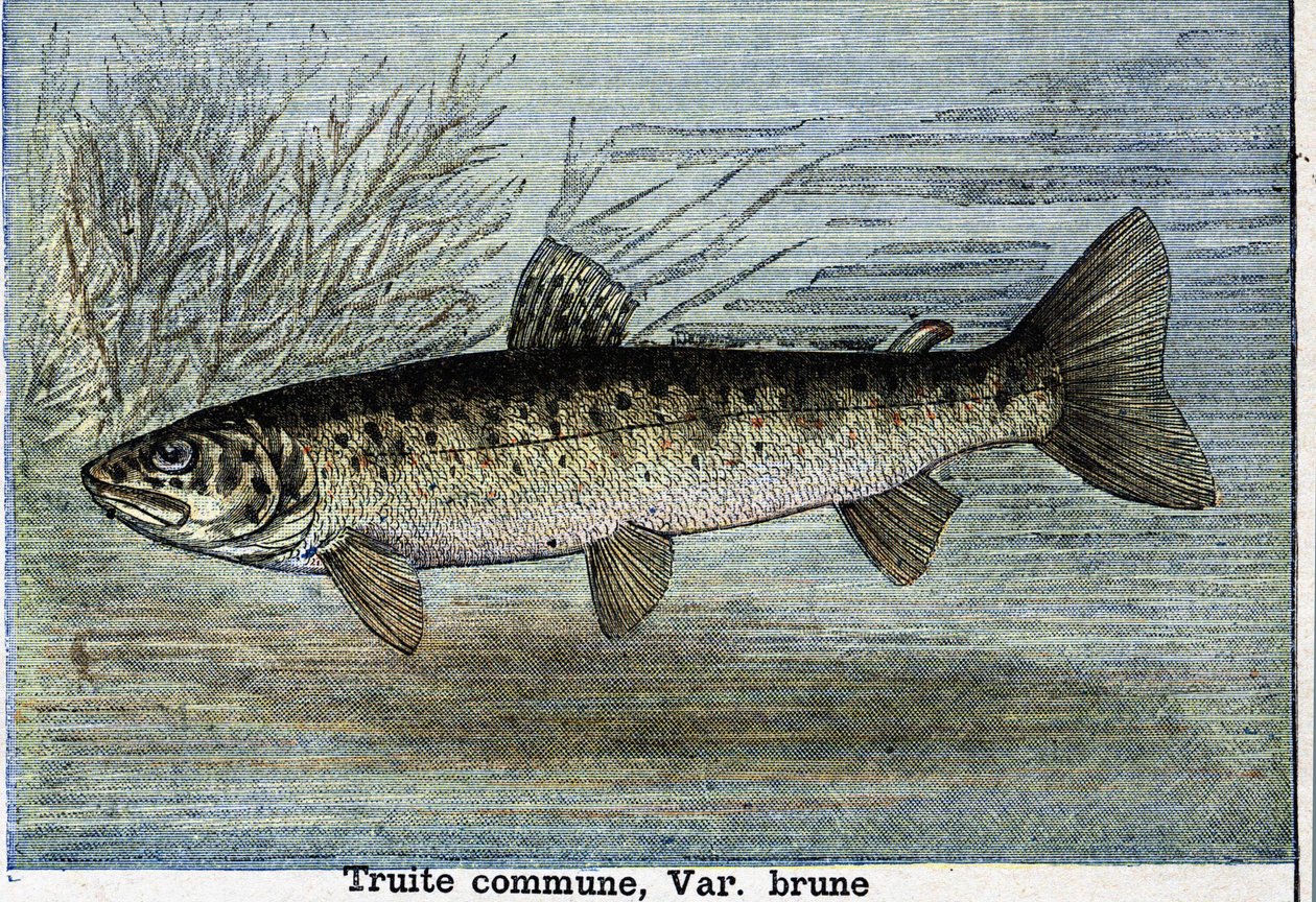 Truta comum. Gravura a partir de 1897 de Unknown artist