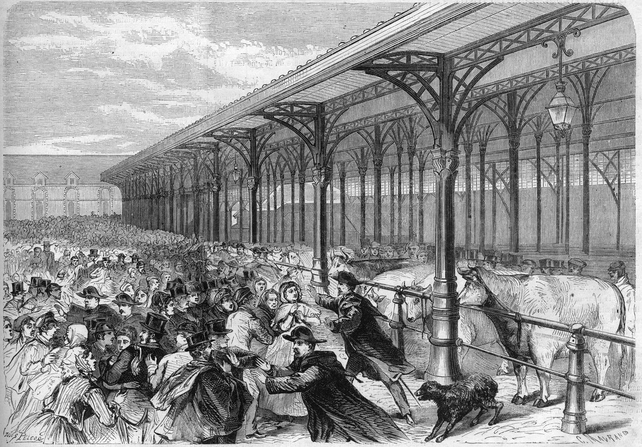 Concours des oxeufs gras na Marche de la Villette, em Paris. Gravura em "O Universo Ilustre". de Unknown artist