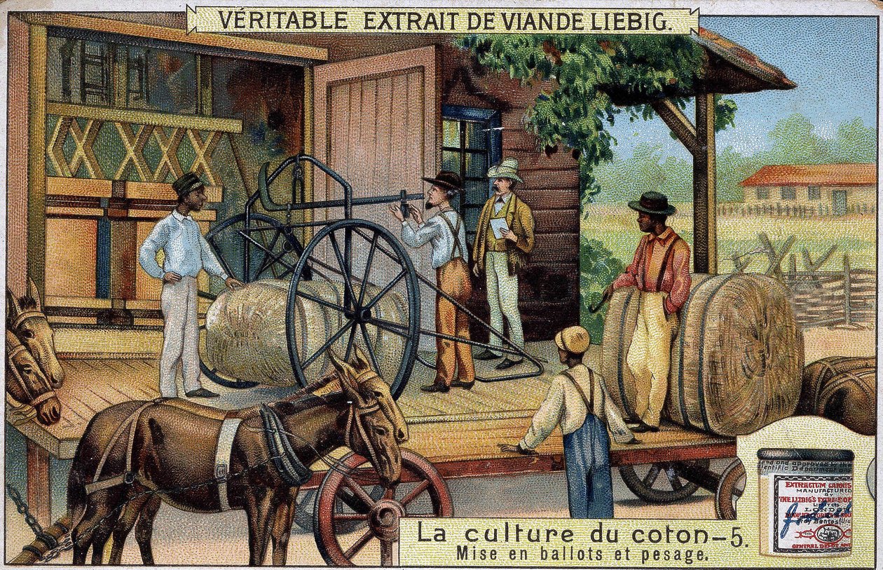 O cultivo do algodão: Fardos e Pesagem (EUA) Cromolitografia de Liebig do século XIX de Unknown artist