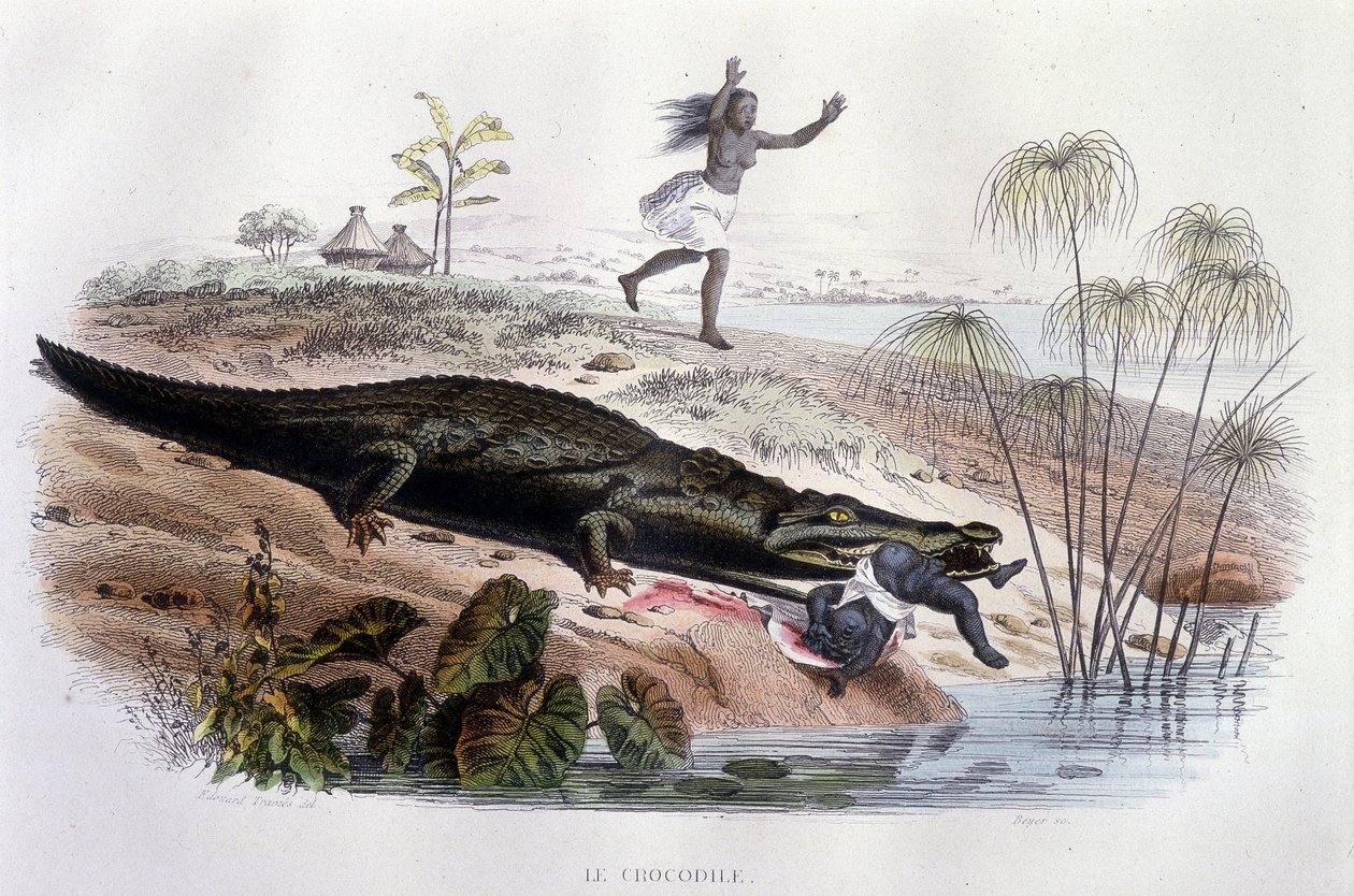 Crocodilo devorando uma criança pequena - in "Histoire Naturelle" de Lacépède, ed. Furne, Paris de Unknown artist