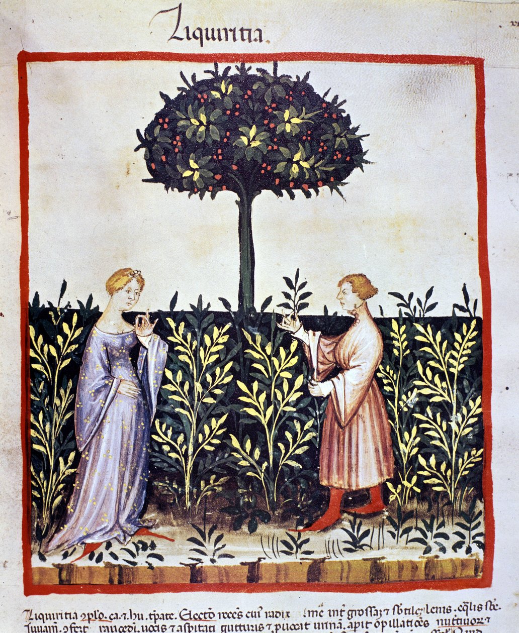 Cultivo de planta medicinal: colheita de alcaçuz (madeira ou raiz). Iluminação a partir da ordenha de medicamentos e dietética "Tacuinum sanitatis". de Unknown artist