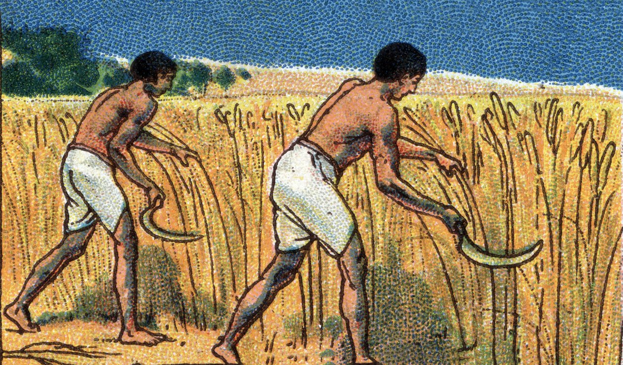 A vida quotidiana no antigo Egito: camponeses a colher as azeitonas, início do século XX (chromo) de Unknown Artist