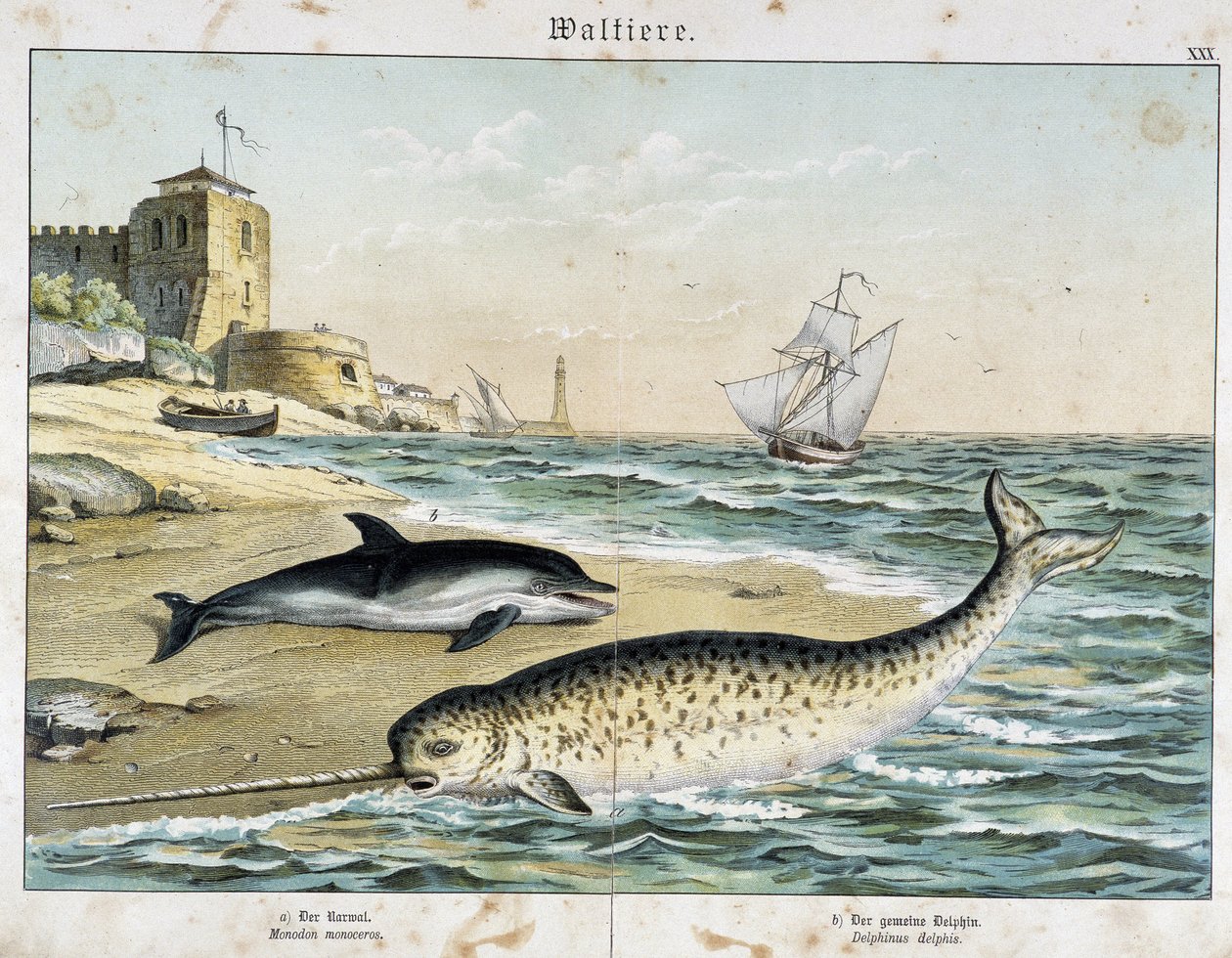 Dauphin e Narval (ou Narhwal), um cetáceo - em "Natural Stories of Mammals", ed. Schreiber de Unknown artist