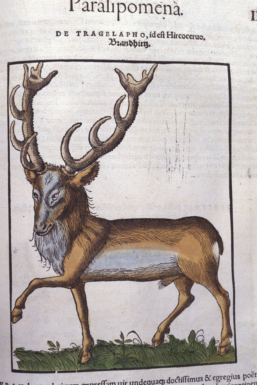 Veado após Historiae animalium por Konrad Gesner, Tiguri de Unknown artist