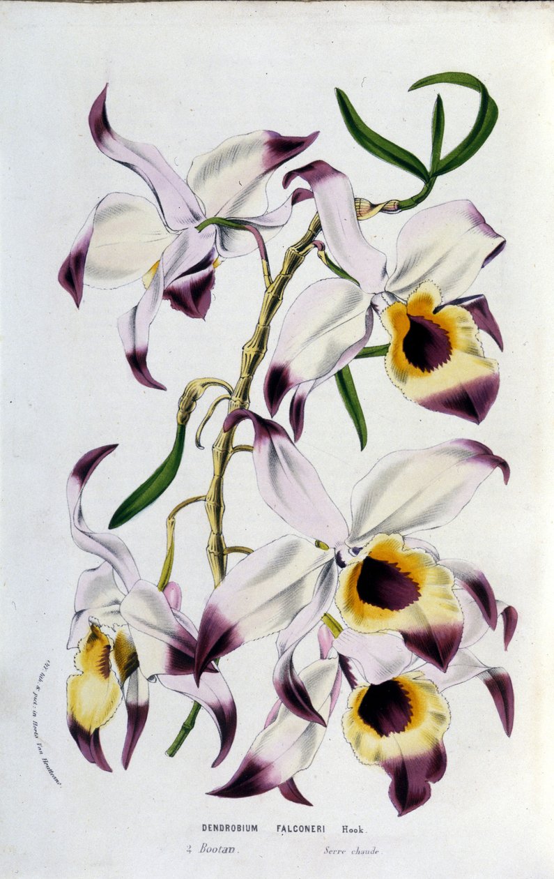Dendrobium falconeri: família das orquídeas. de Unknown artist