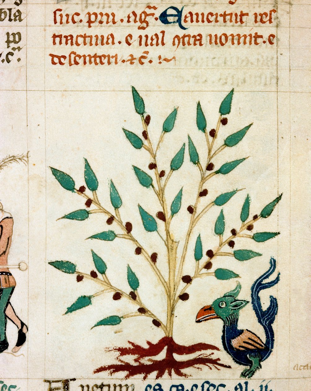 Descrição de uma árvore e de um animal fantásticos. Miniatura retirada de um manuscrito provençal do tipo "Dis des philosophes" (MS Palat. 586) Biblioteca Nazionale Florence do século XIV de Unknown artist