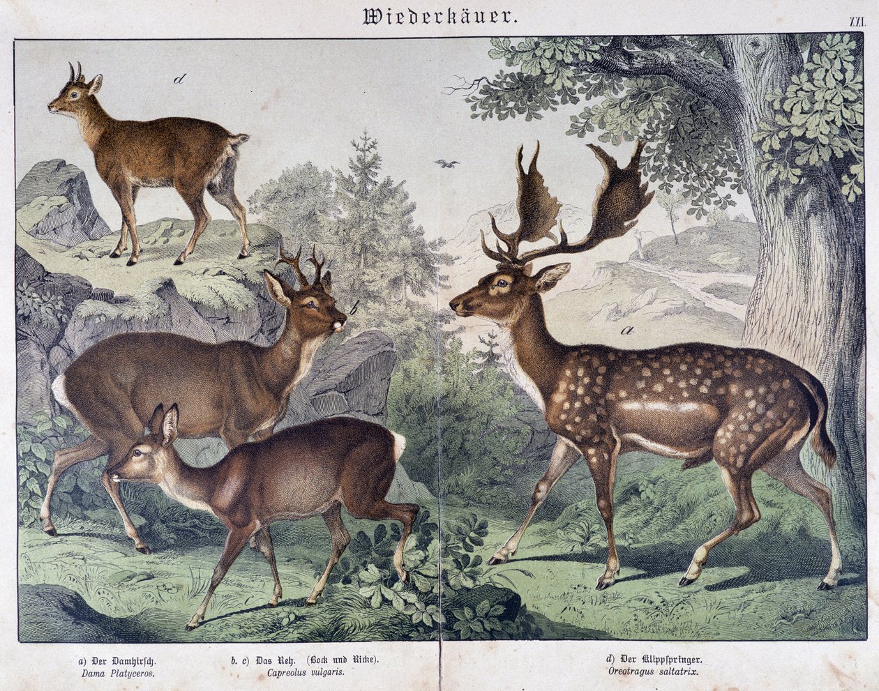 Diche, camurça - em "Histórias naturais dos mamíferos", ed. Schreiber de Unknown artist