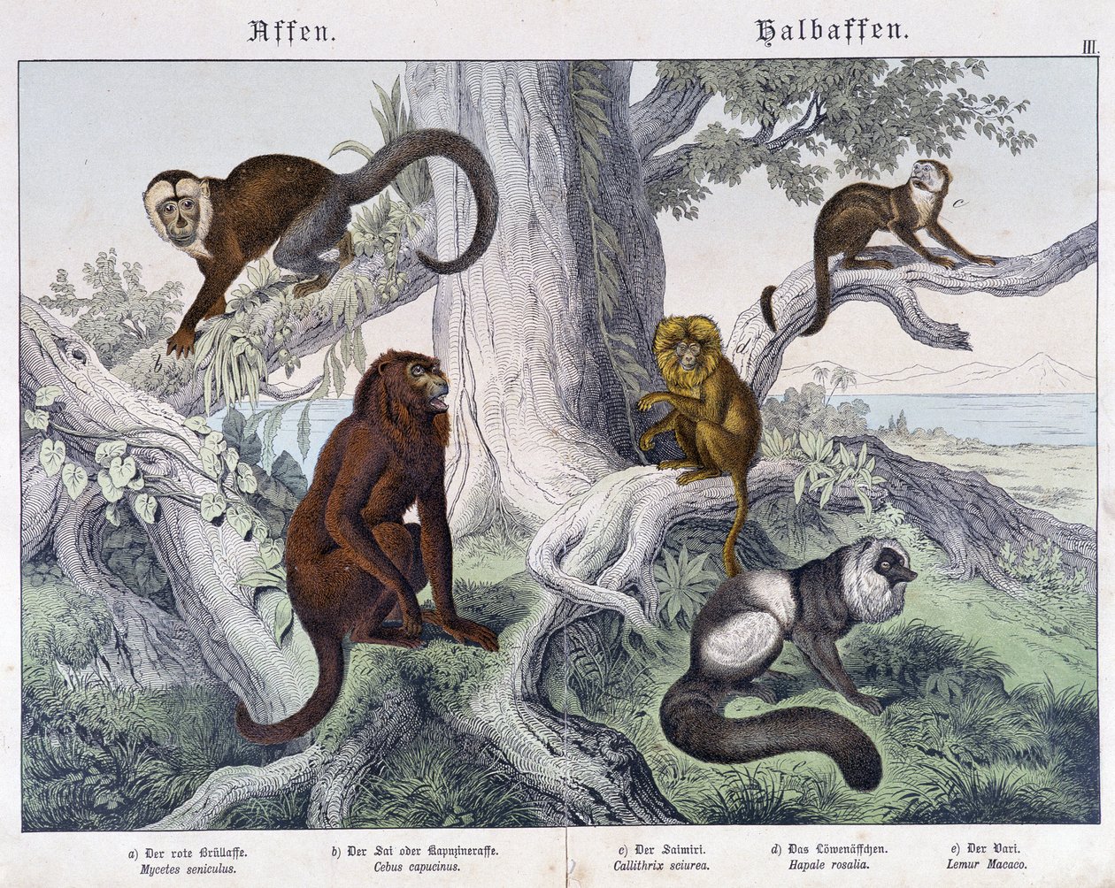 Diferentes raças de macacos - em "Natural histories of mammals", ed. Schreiber de Unknown artist