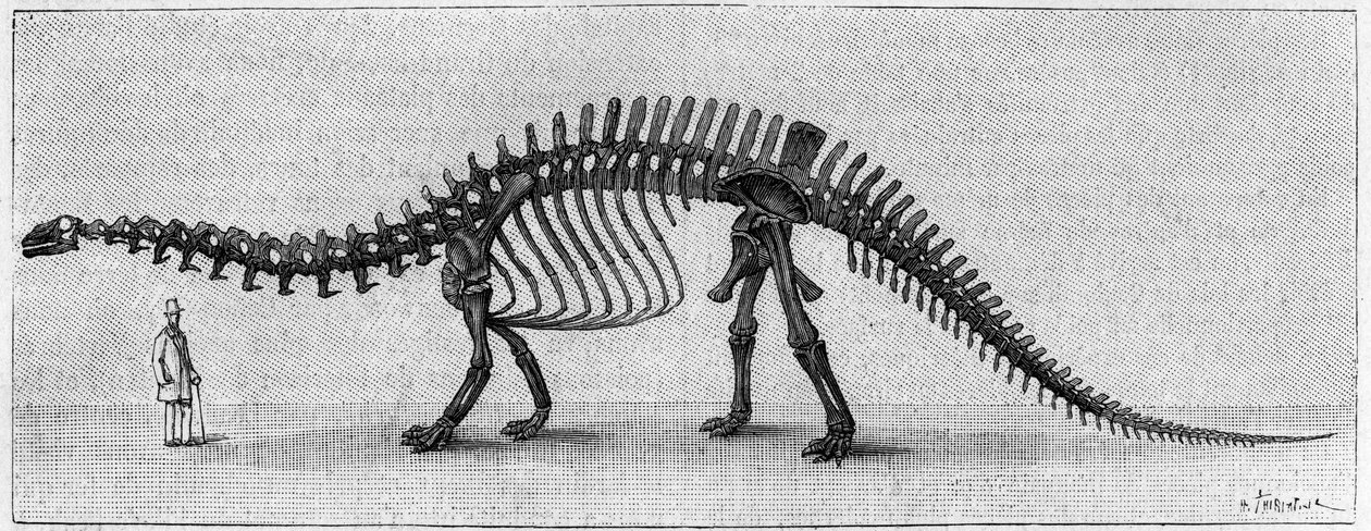 Esqueleto de dinossauro: "Brontossauro excelsus", Março. Jurássico Superior das Montanhas Rochosas. Reprodução do desenho comunicado pelo Sr. March a Albert Gaudry, do Instituto. Gravura em "La Nature: Revue des sciences et de leurs applications aux de Unknown artist