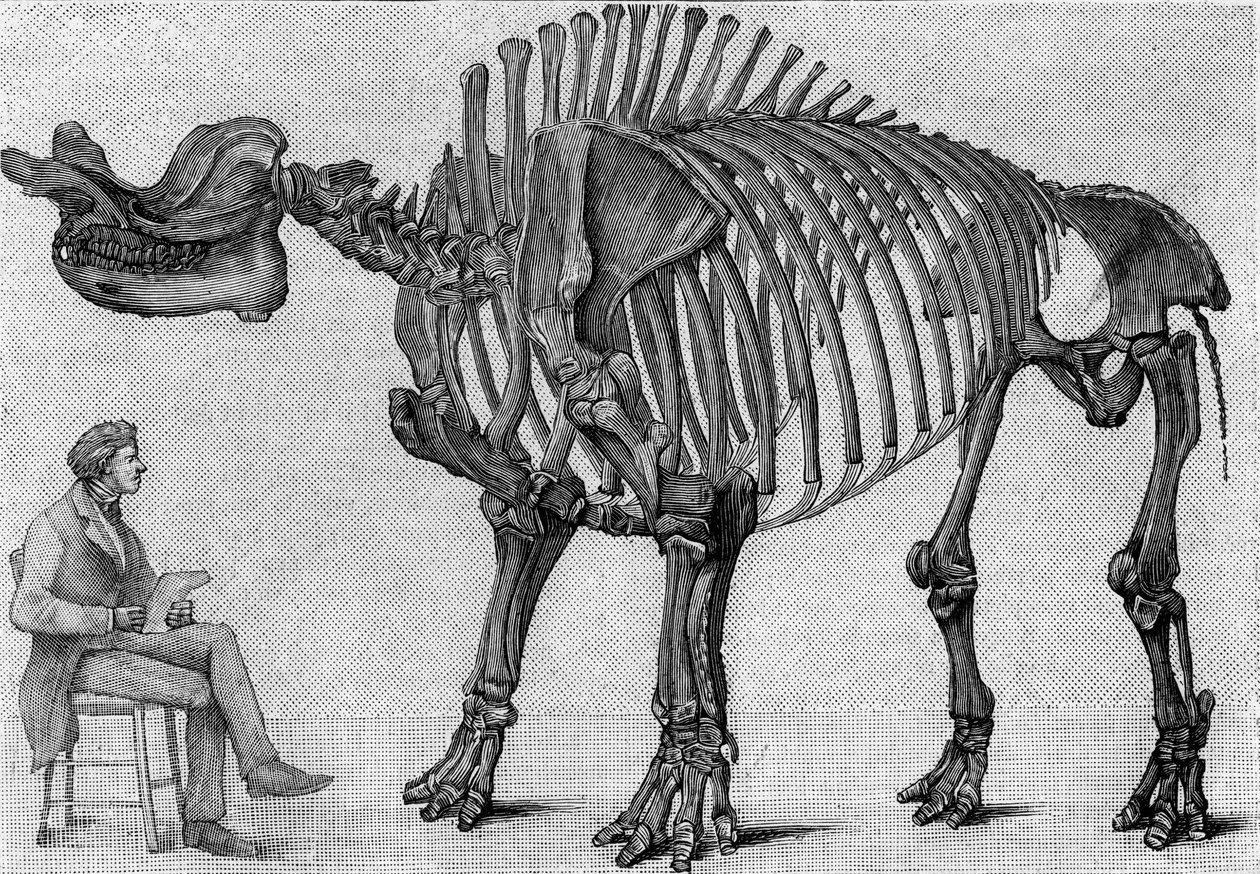 Esqueleto de dinossauro: "Brontops robustus", Março. Mioceno das Montanhas Rochosas. Reprodução do desenho comunicado pelo Sr. March a Albert Gaudry do Instituto. Gravura em "La Nature: Revue des sciences et de leurs applications aux arts et a de Unknown artist