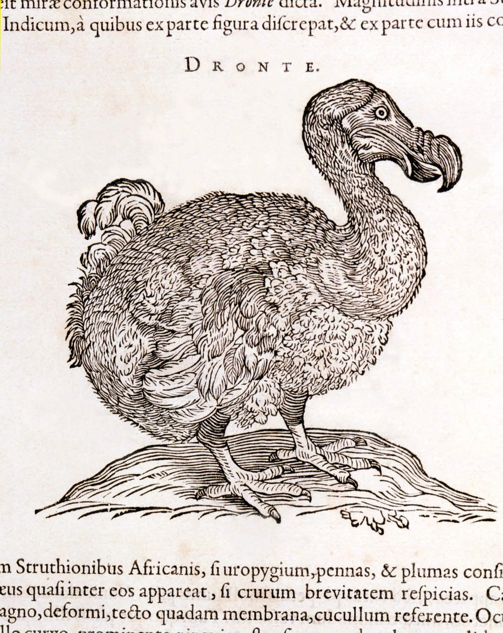 Dodo ou Dronte. Bird desapareceu - em "De Indiae utriusque re naturali et medica" por Gulielmi Pisonis, Amsterdam de Unknown artist