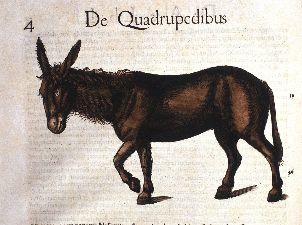 Burro de Historia Animalium por Conrad Gesner, Tiguri 1560 de Unknown artist