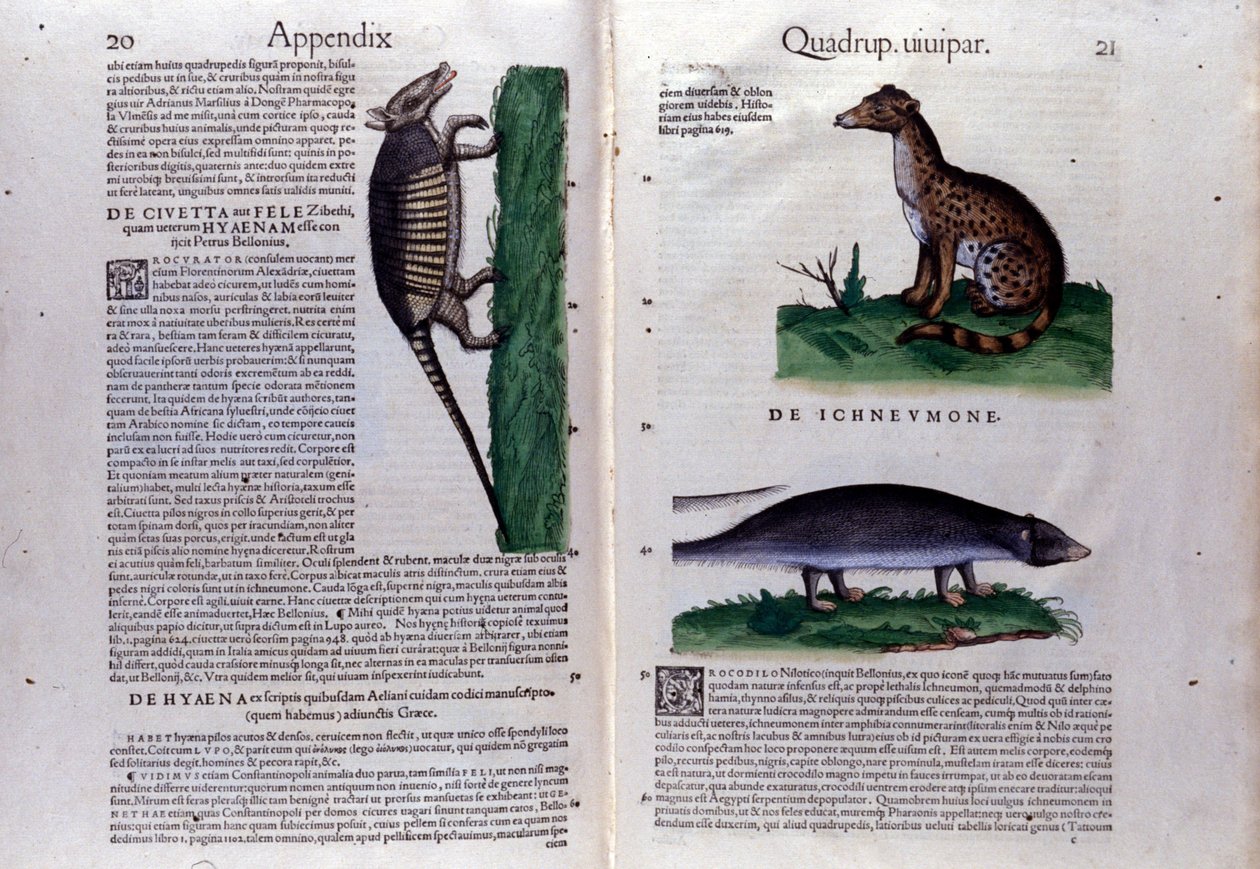Página dupla de Historia Animalium de Conrad Gesner (1516 - 1565), Tiguri de Unknown artist