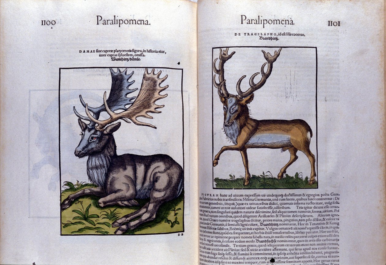 Página dupla de cervos em Historia Animalium de Conrad Gesner (1516 - 1565), Tiguri de Unknown artist