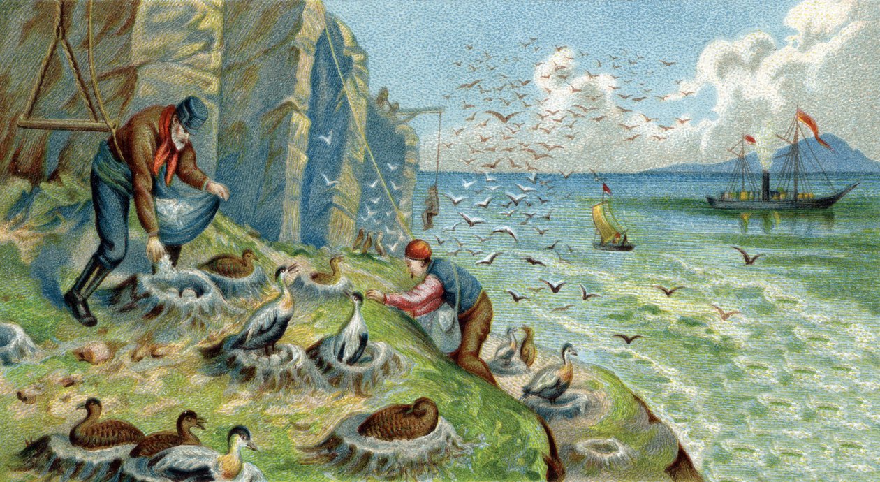 Produção em baixa em New Zemble, Rússia: homens encarregados de recolher ovos e penas devem subir as rochas para alcançar os ninhos. Cromolitografia do século XIX de Unknown artist