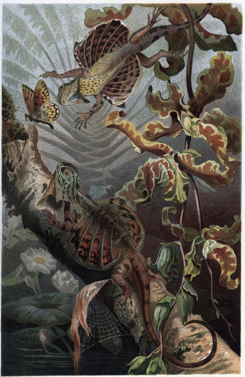 Draco volans, variedade de lezard arborícola - Draco (gênero) (dragões voadores) - gravura de "Brehm