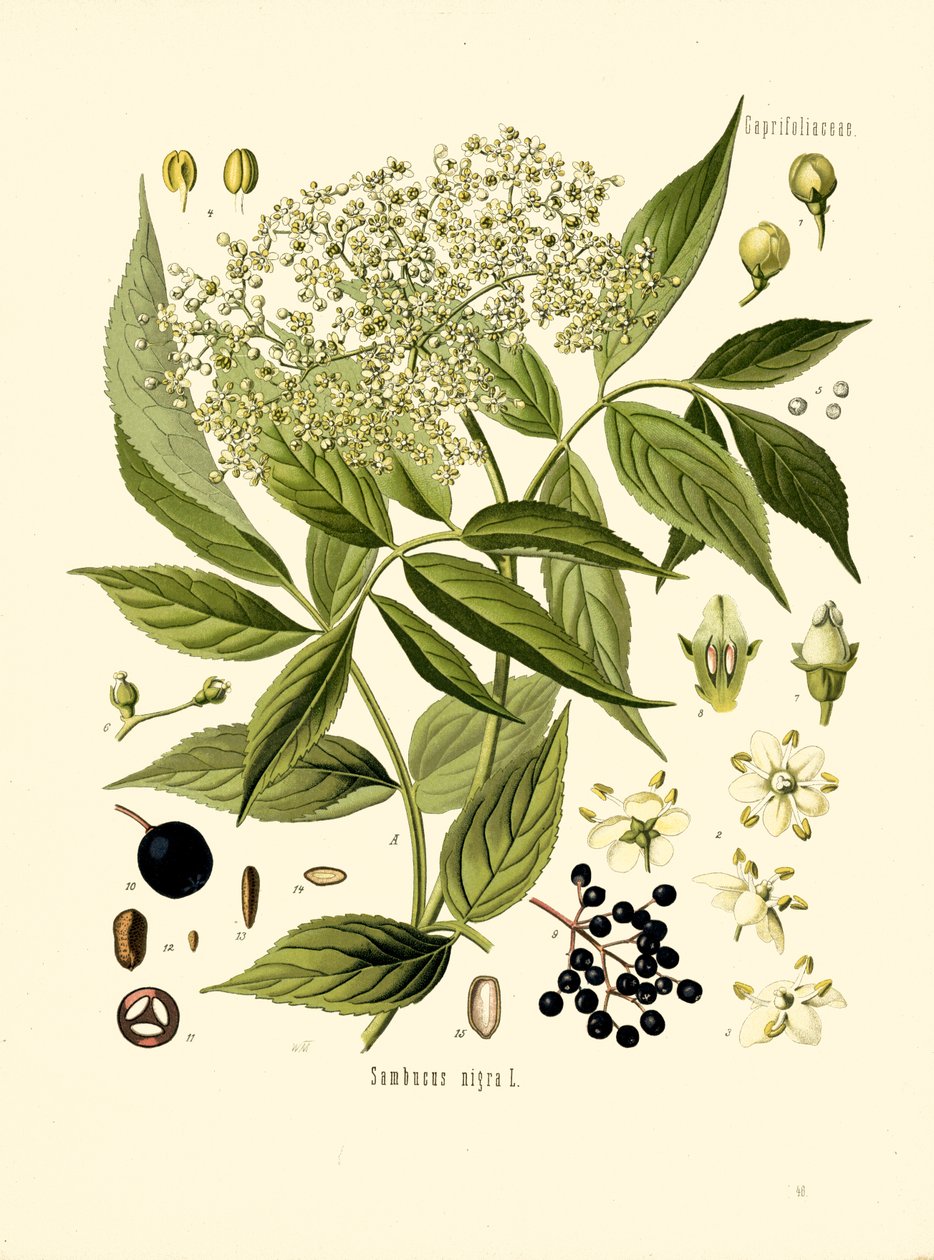 Árvore de furo de Ancião (cor litho) de Unknown artist