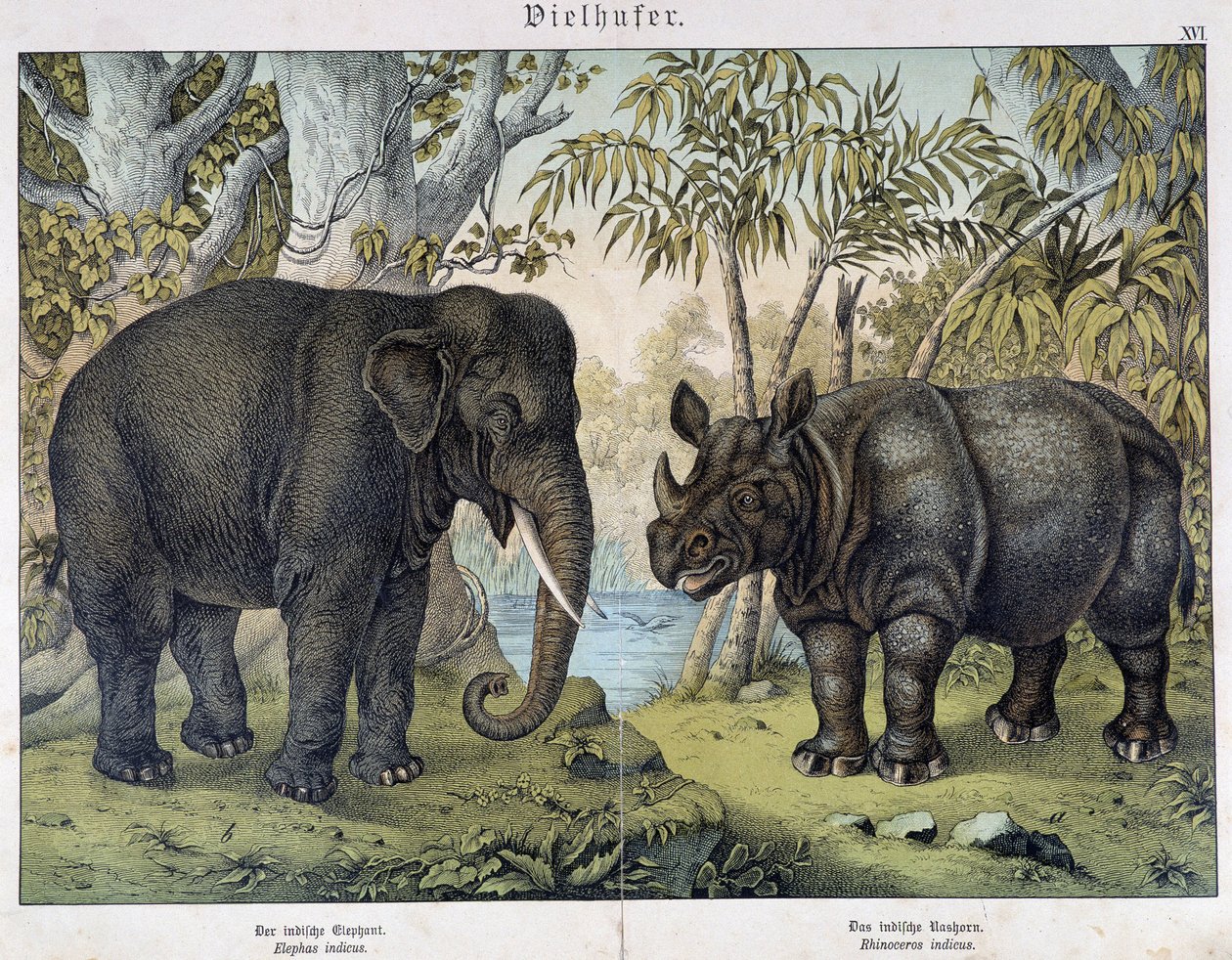 Elefante e rinoceronte - em "Histórias naturais de mamíferos", Ed. Schreiber, Munique de Unknown artist