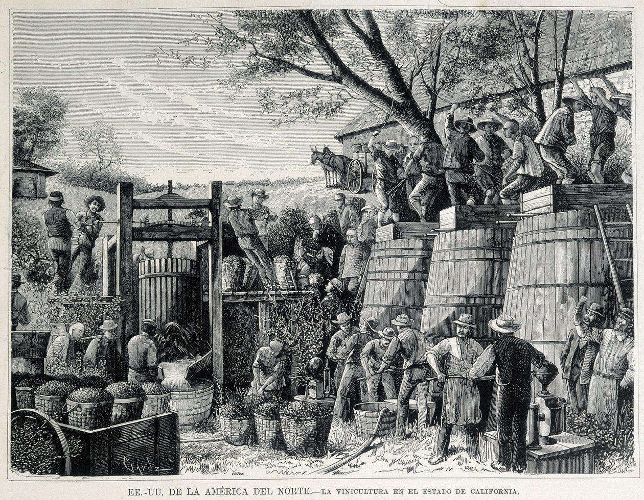 Gravura de 1876 representando a viticultura na Califórnia, no século XIX. de Unknown artist