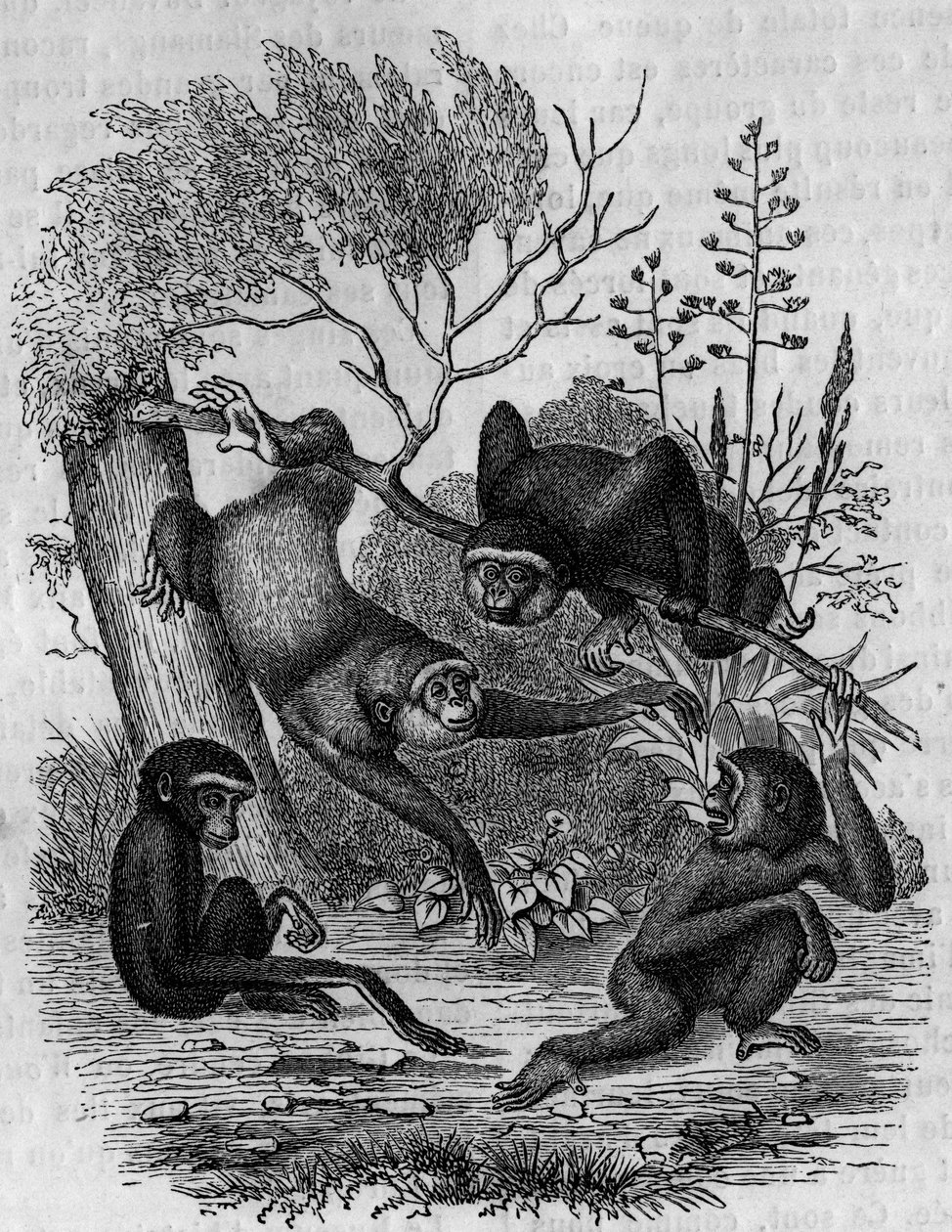 Gravura representando o Gibbons Hoolock da Índia. de Unknown artist
