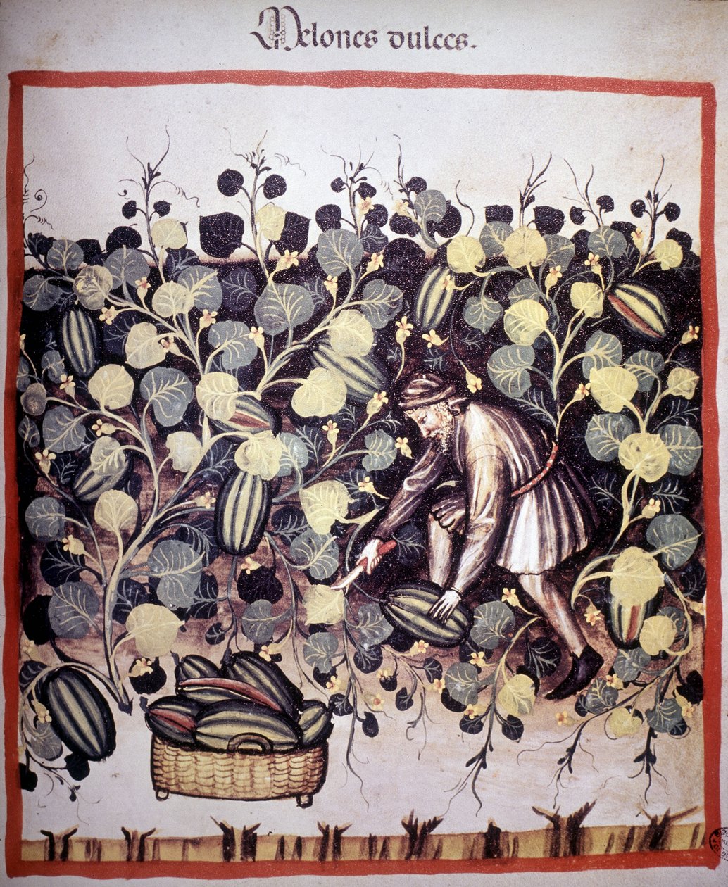 Gravura representando a coleção de melões do "Tacuinum Sanitatis". B.N., Viena. de Unknown artist