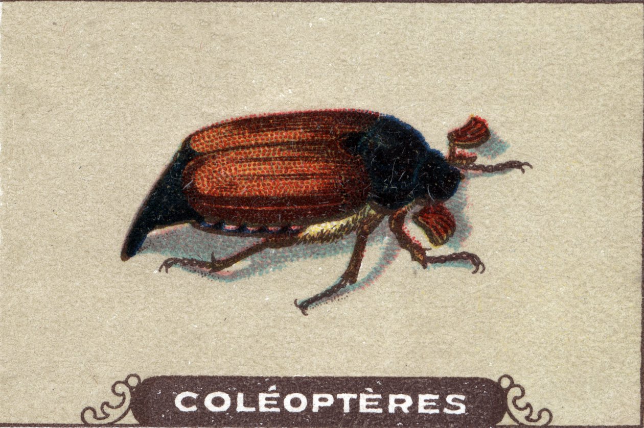 Entomologia: representação de um mosquetão, série insectos, início do século XX (cromo) de Unknown Artist