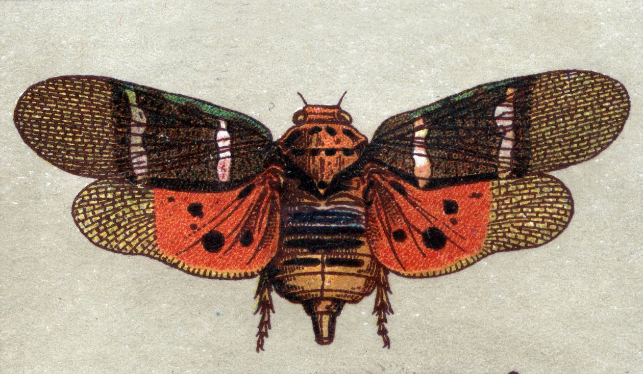 Entomologia: representação de uma cigarra com nove manchas, série insectos, início do século XX (cromo) de Unknown Artist
