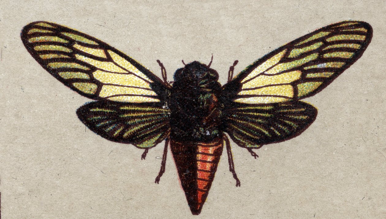 Entomologia: representação de uma cigarra vermelha, série insectos, início do século XX (cromo) de Unknown Artist