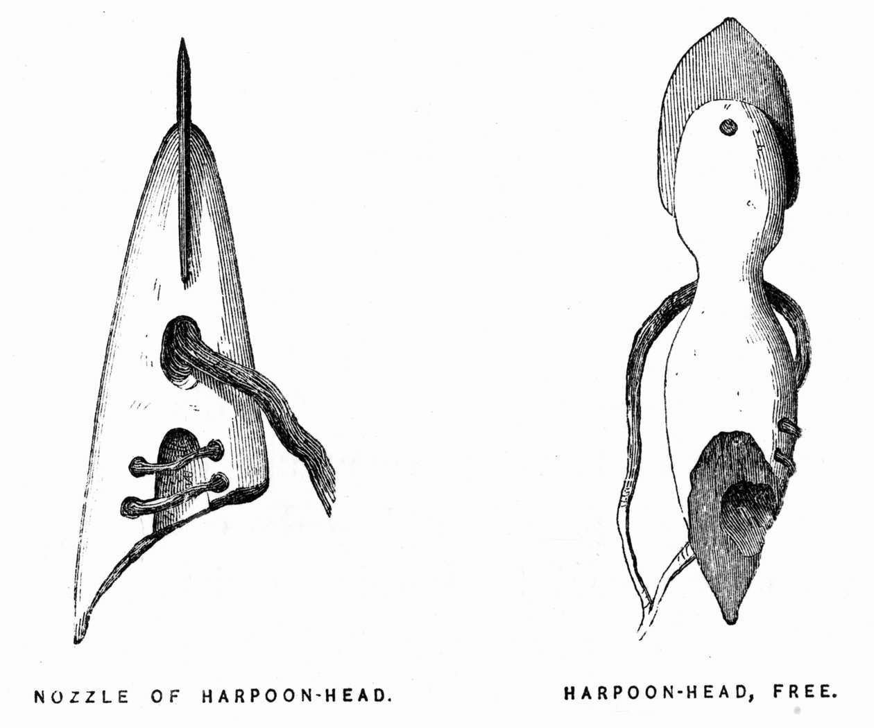 Arpões esquimós - Elisha Kent Kane, Exploração Artica nos anos 1853-1855, Filadélfia, Crianças e Peterson de Unknown artist