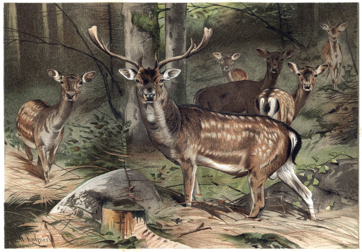 European Suede - The fallow deer (Dama dama) - gravura de "Brehm