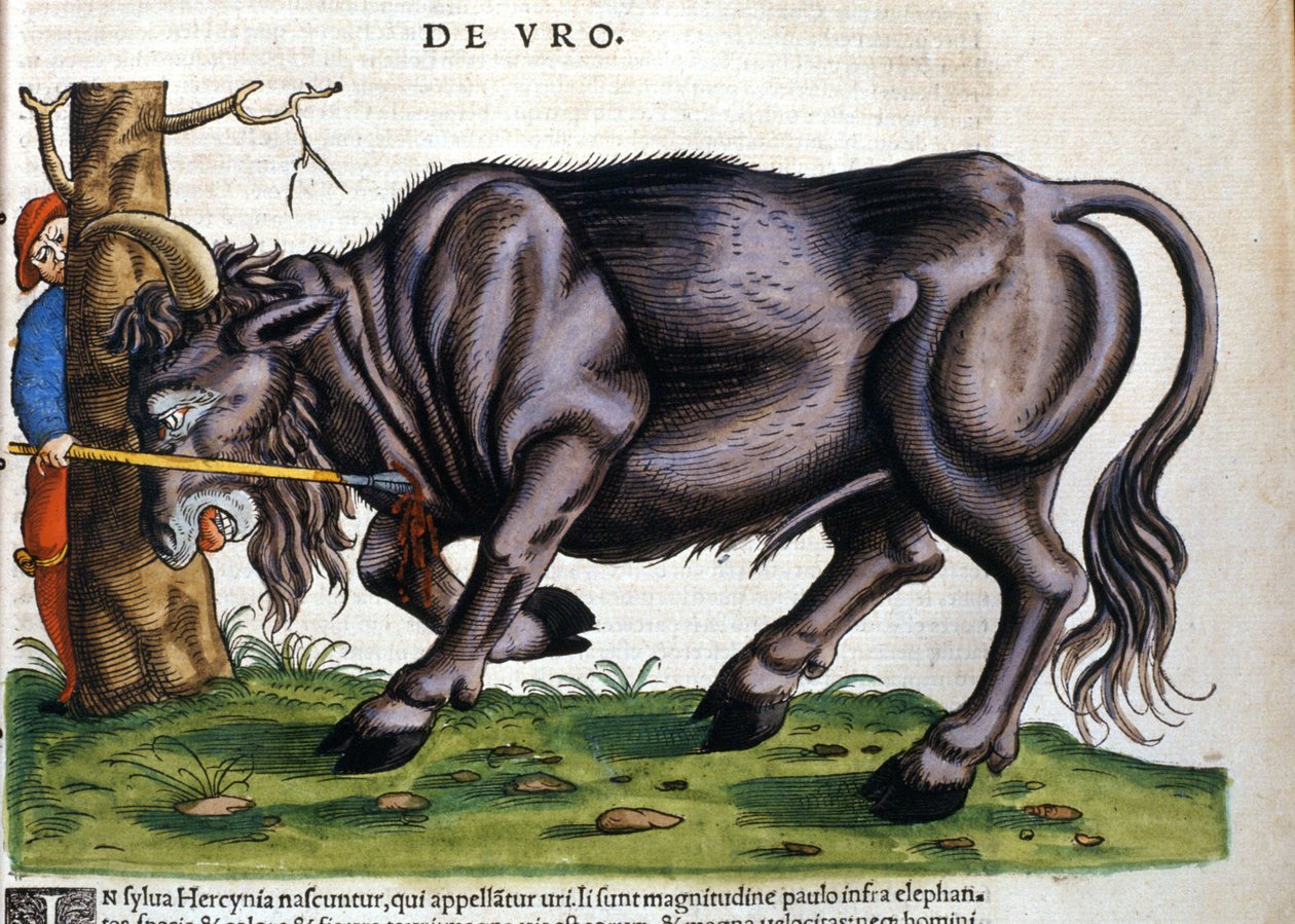 Bisão europeu (Bos primigenius primigenius) cuja raça morreu no século XVII em "Historia Animalium" de Konrad Gesner de Unknown artist