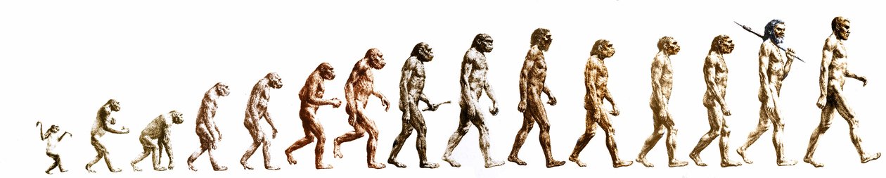 Evolução: Comparação das morfologias do macaco com o homem actual (diferentes hominídeos). Gravura de fim do século XIX. de Unknown artist