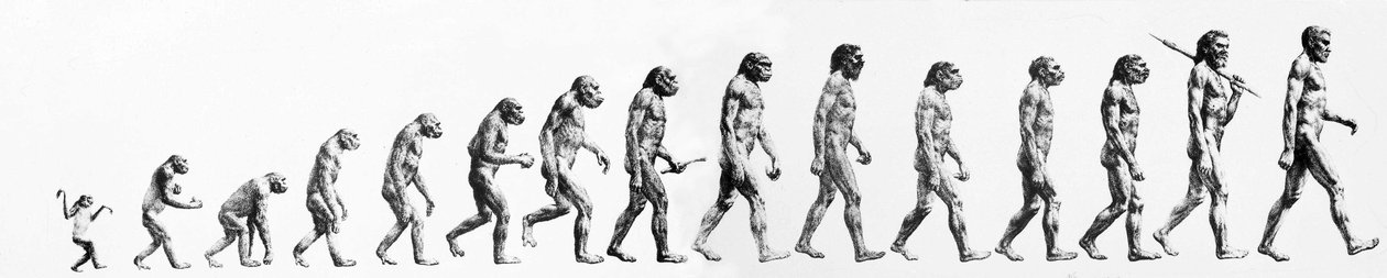 Evolução: Comparações de morfologias desde o macaco até ao homem actual (diferentes hominídeos). Gravura de fim do século XIX. de Unknown artist