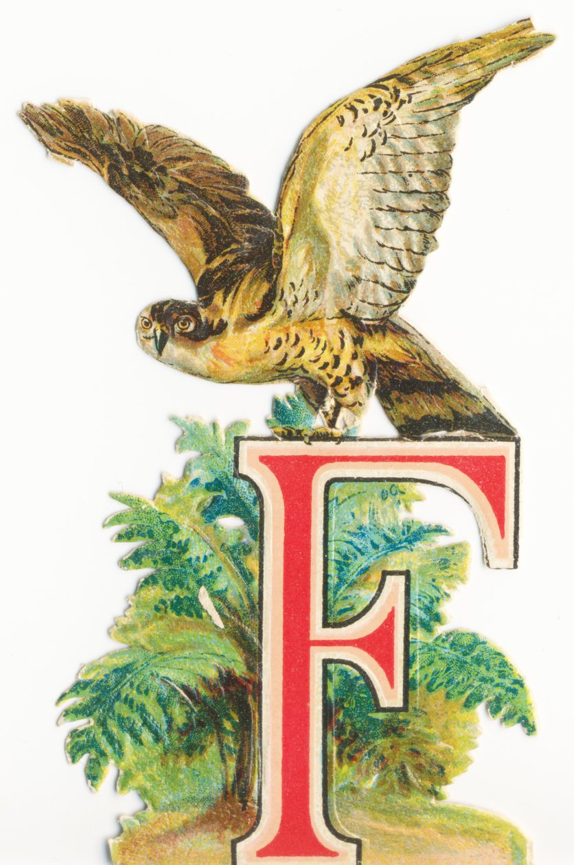 F: Falcon de Unknown artist