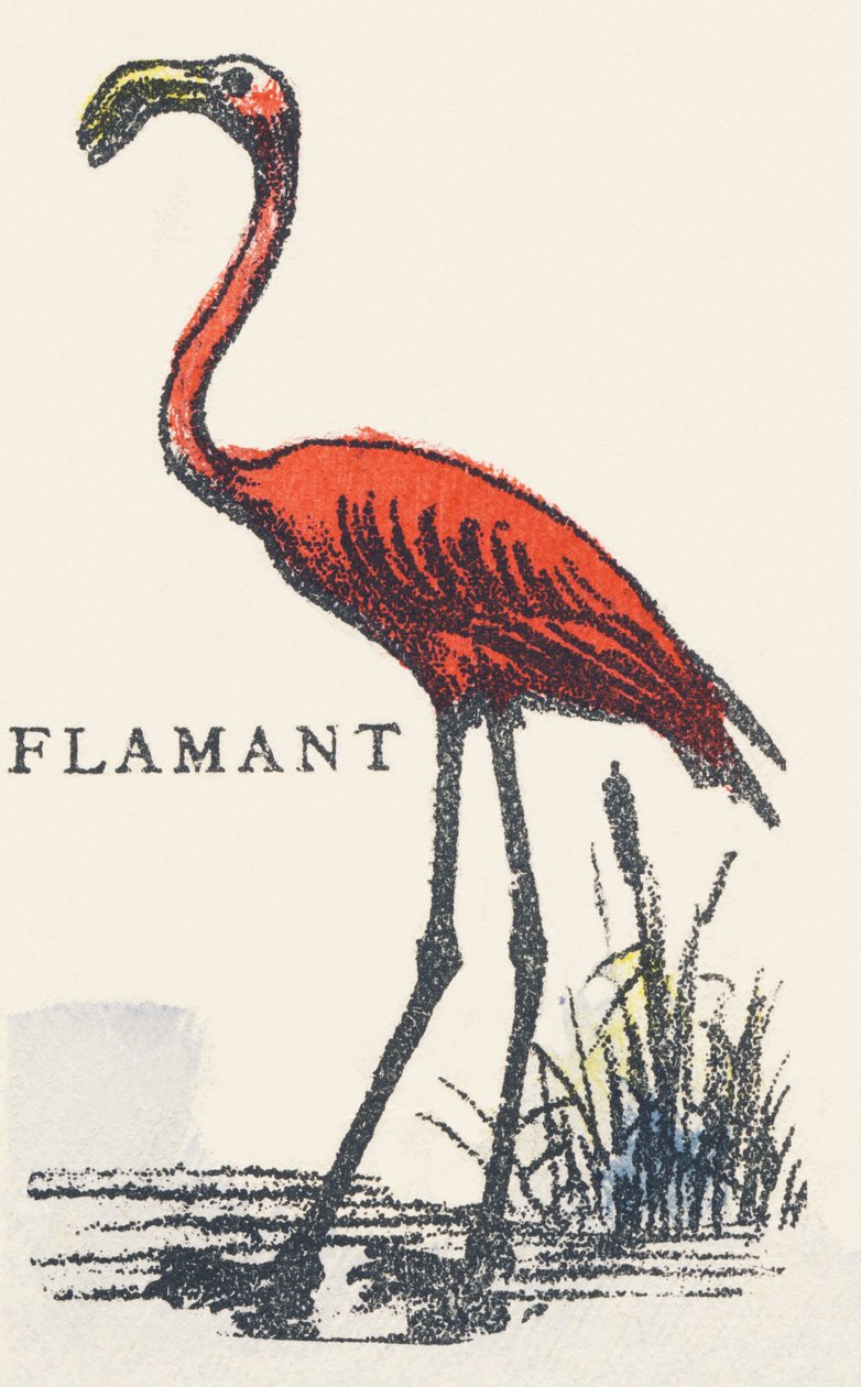 F: flamingo de Unknown artist