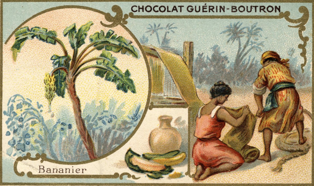 Tecido feito com a fibra das peles de banana. Cromolitografia, embalagem de chocolates Guérin Boutron. de Unknown artist