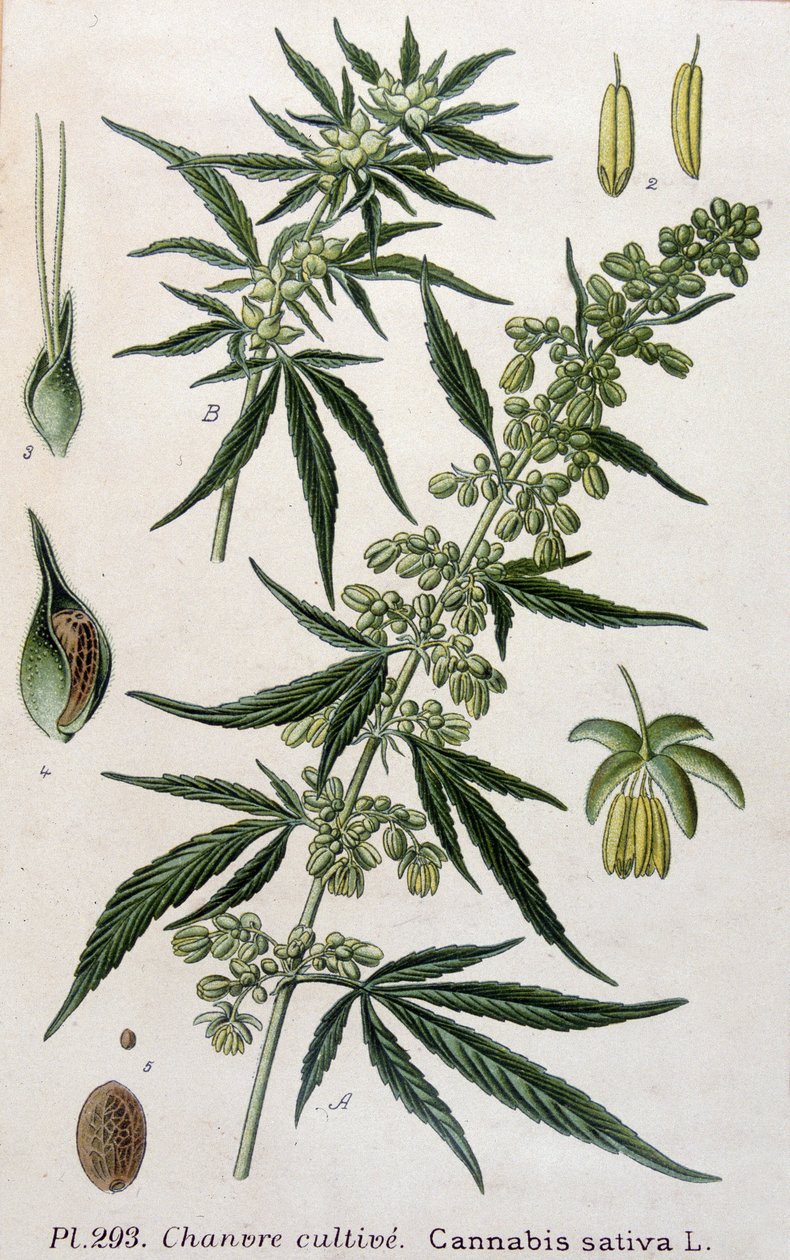 Planta fêmea de cannabis. Gravura do século XIX de Unknown artist