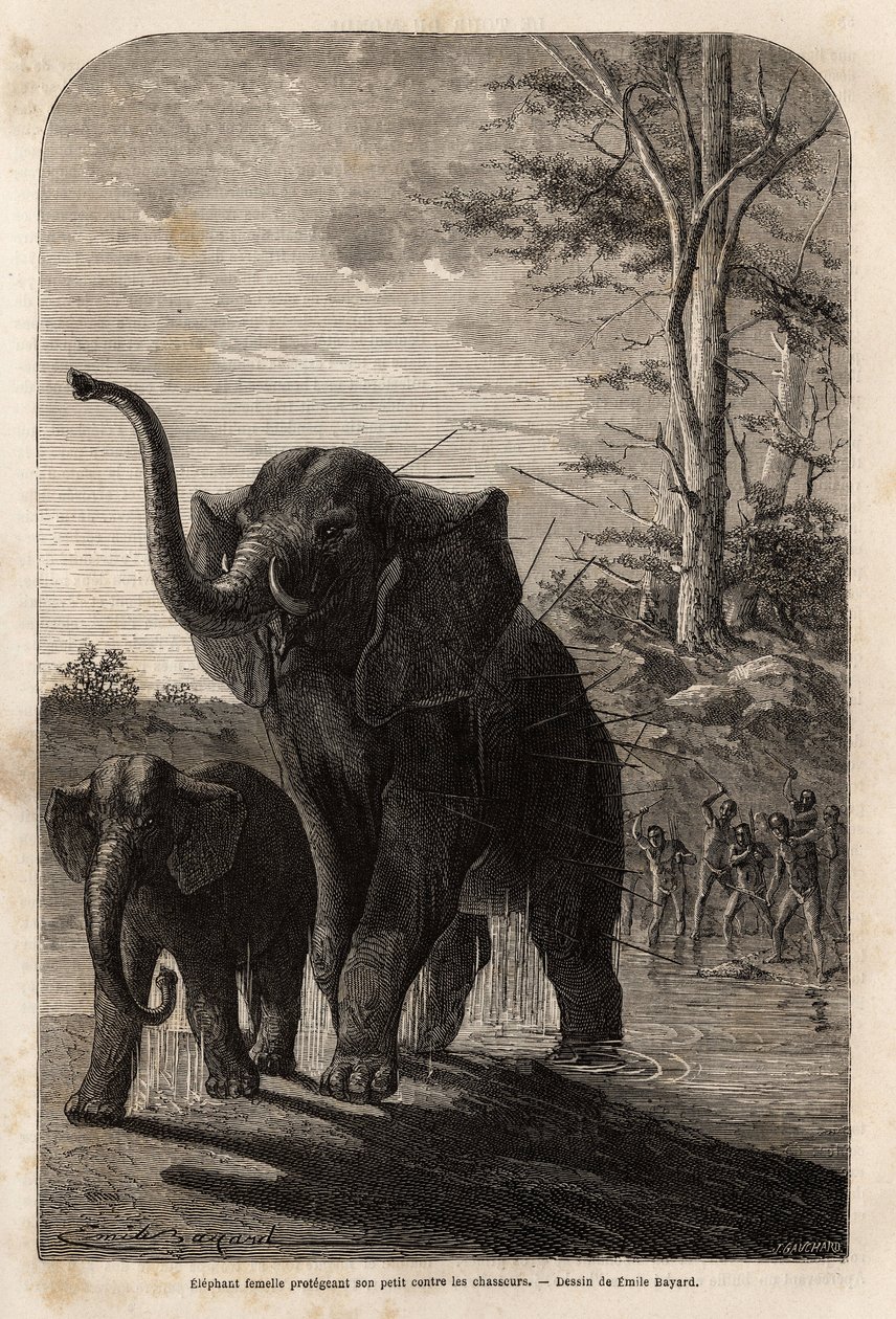 Elefante fêmea protegendo as suas crias dos caçadores de javelas da Zambézia. Gravura para ilustrar as primeiras viagens da Dra. Livingstone à África Austral de 1840 a 1856, no "Le tour du monde, nouveau journal des voyages" publicado sob a direcção de Edo de Unknown artist