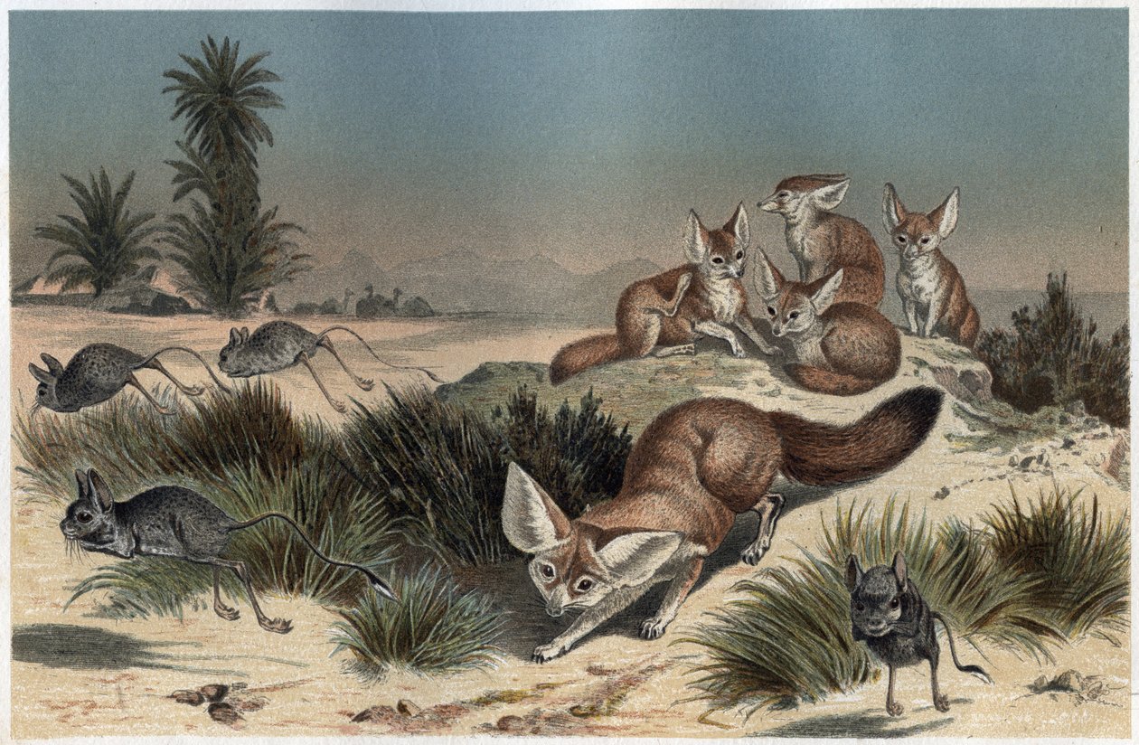 Fennec ou fox des sable du Sahara - Desert fox (Vulpes zerda) - gravura de "Brehm