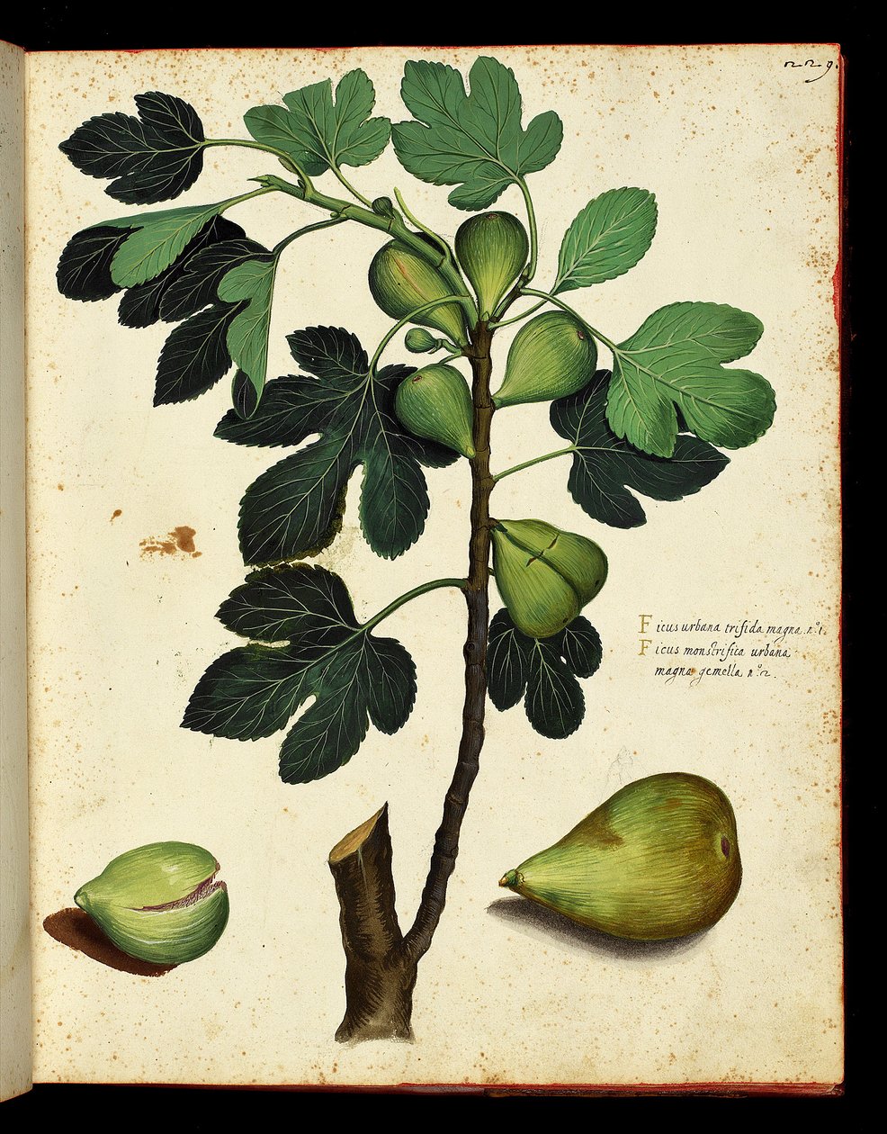 Figo e ramo de figo Tábua botânica retirada de uma caminhada da História Natural sobre frutas e legumes. Fontes de Ulisse Aldrovandi, Bibl. Universitaire, ed. 1603. de Unknown artist