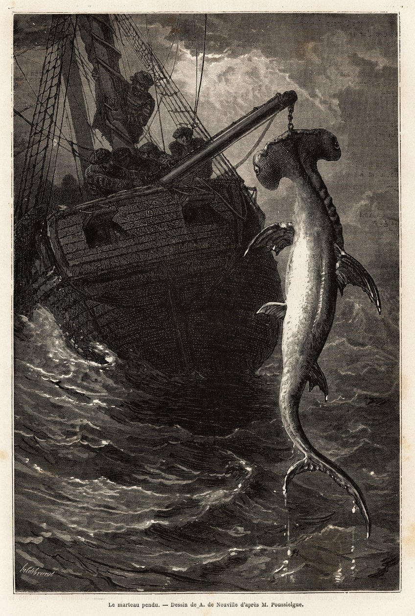 Pescar um martelo squal, de 7 metros de comprimento, nas águas perto da Ilha Anastasia. Gravura para ilustrar a história quatro meses na Florida, de Achille Pousselgue em 1851-1852, publicada em "Le tour du monde" 1870-1871, editada por Edouard Charton, Ha de Unknown artist