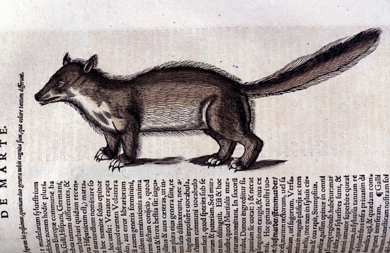 Fur Animal - in Historia Animalium de Conrad Gesner (1516 - 1565), Tiguri de Unknown artist
