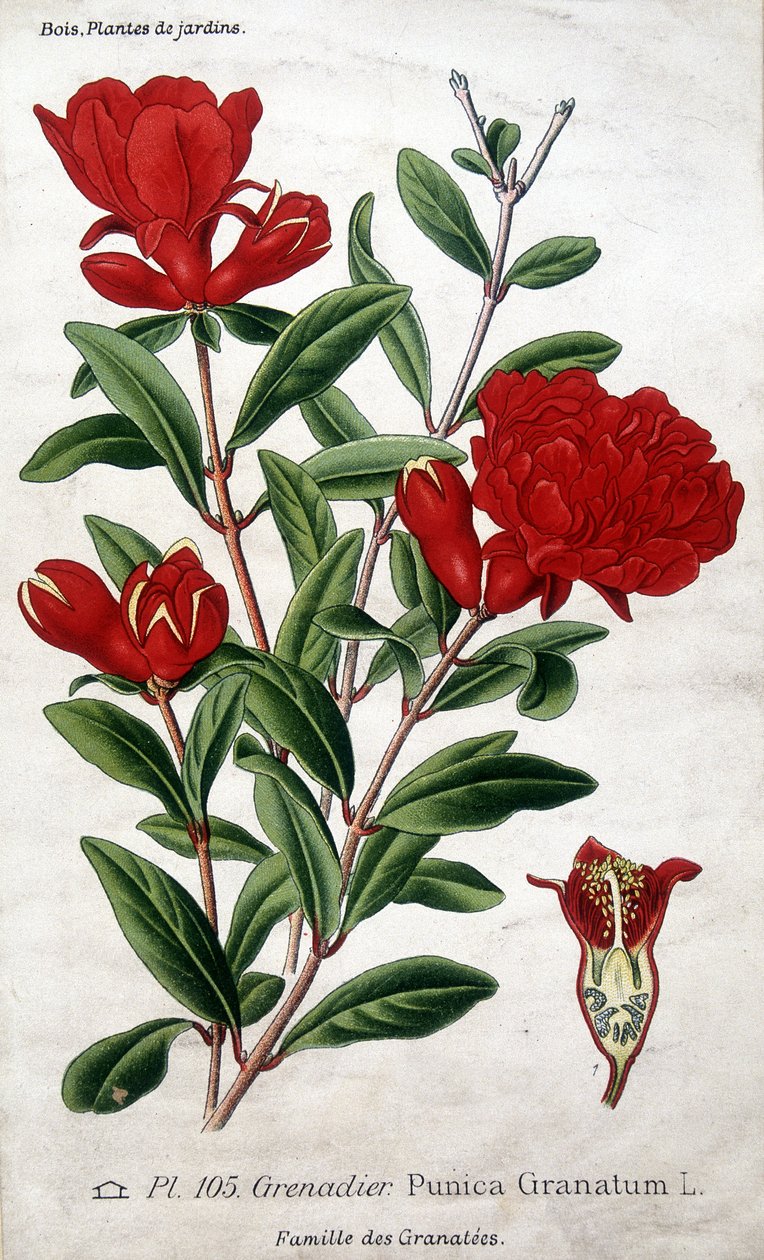 Plantas de jardim: flores de romã (família Grenatées). de Unknown artist