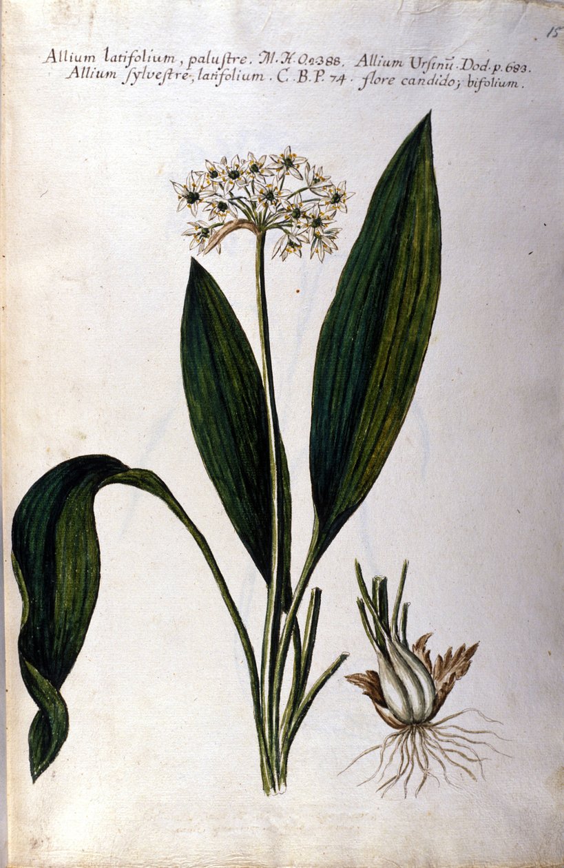 Alho. Herbário do século XIX. de Unknown artist